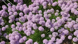 Jak uprawiać czosnek sinawy? 