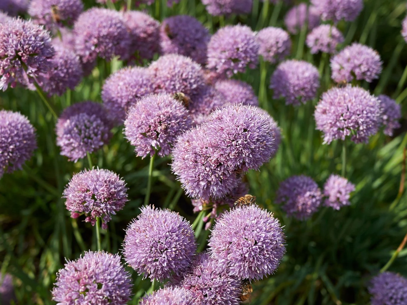 Czosnek sinawy to dobry wybór nie tylko do ogródka skalnego. Czosnek sinawy (Allium senescens) kwitnie w ogrodzie.