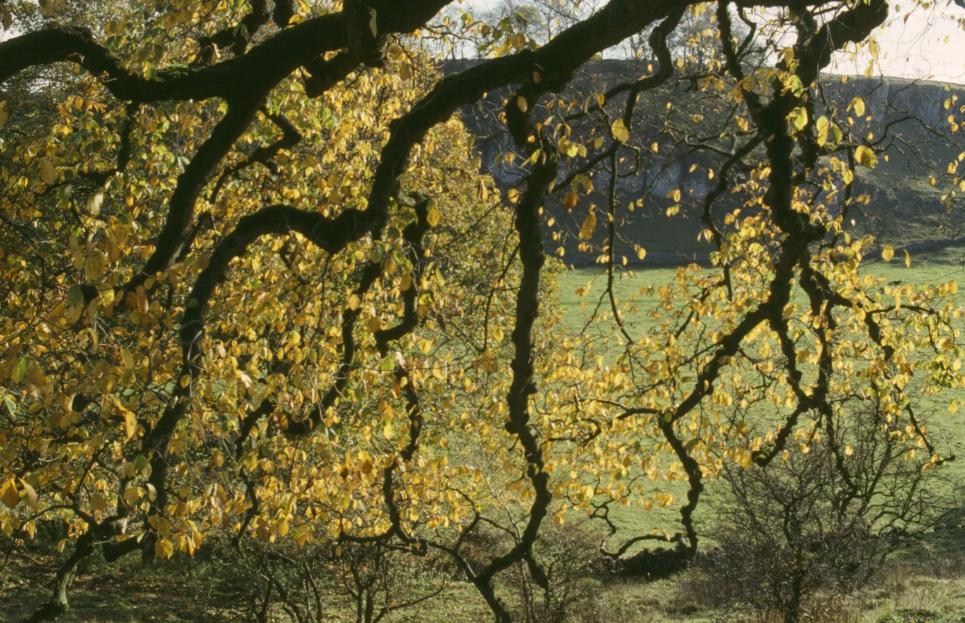 Plebiscyt na Europejskie Drzewo Roku zakończy się 22 lutego. Polski wiąz ma szansę na wygraną Plebiscyt na Europejskie Drzewo Roku zakończy się 22 lutego. Polski wiąz ma szansę na wygraną