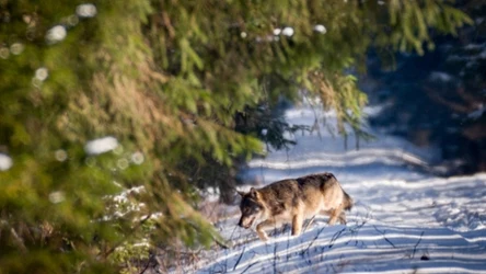 Liczebność wilków w ostatnim czasie gwałtownie wzrosła. Działalność człowieka zmusza te zwierzęta do poszukiwania jedzenia w nietypowych miejscach