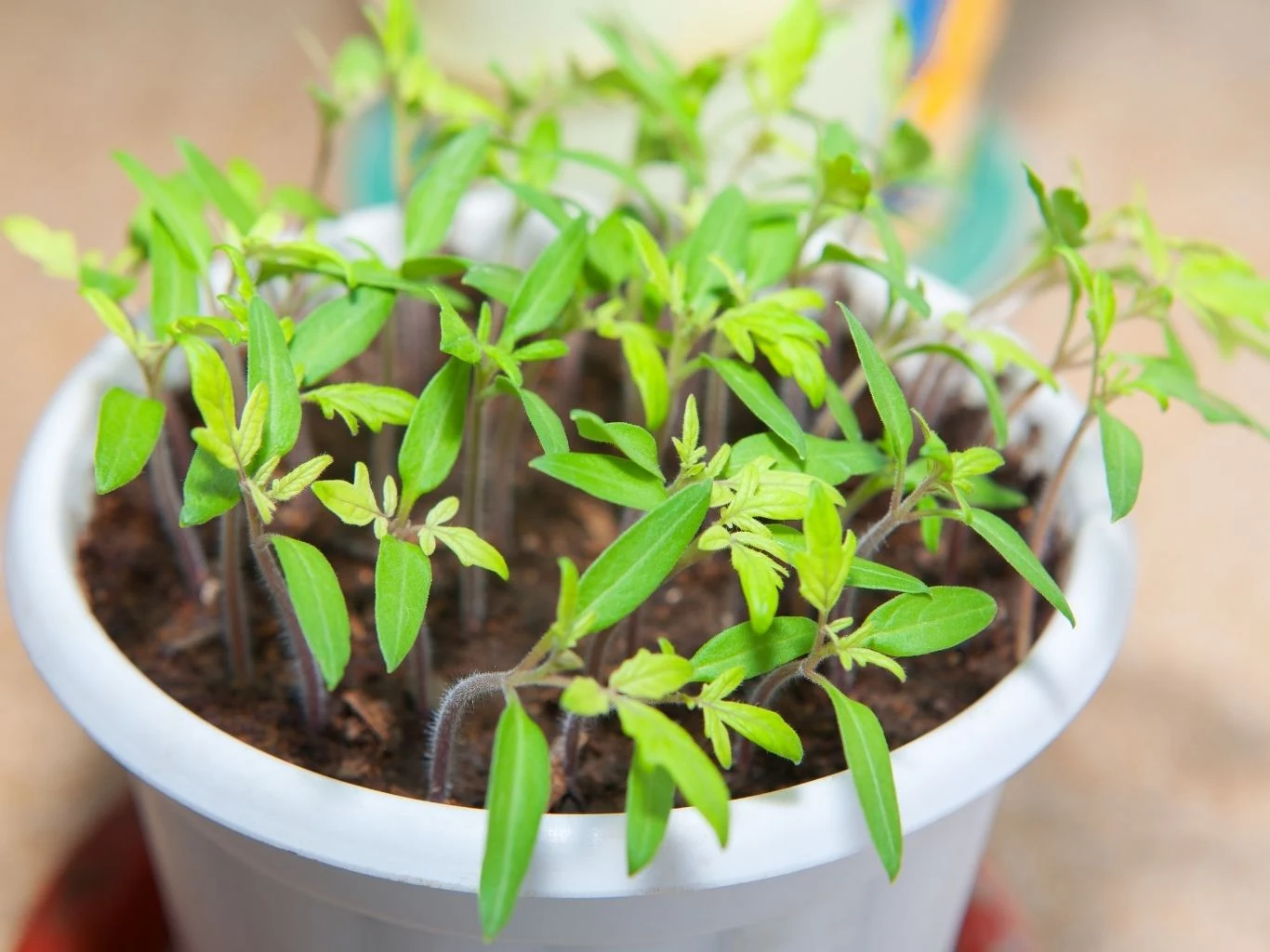 Podłoże ma kluczowe znaczenie w uprawie pomidora Młode sadzonki pomidora rosnące w białej doniczce.