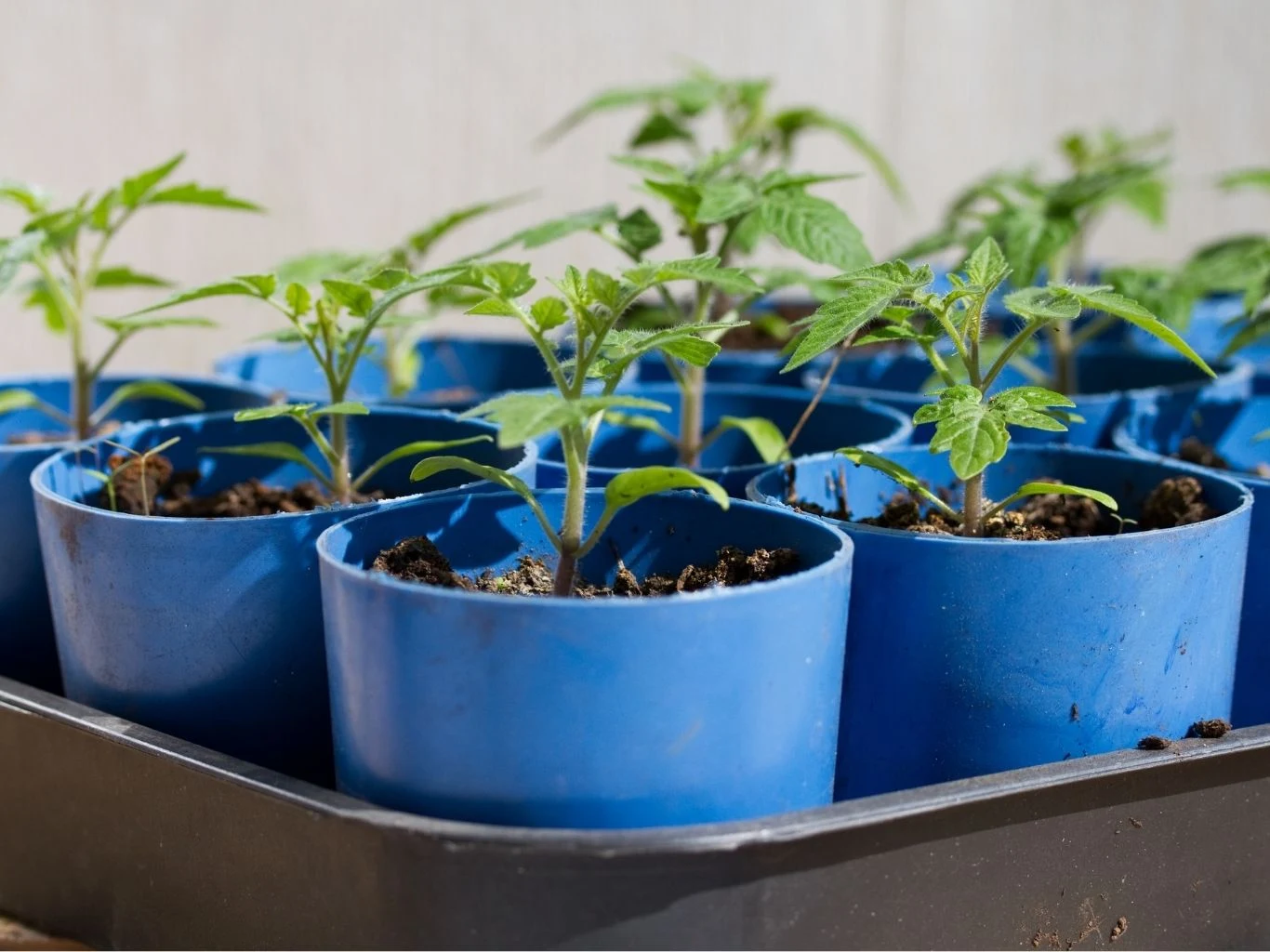 Podsyp pomidory specjalną mieszanką, a urosną jak szalone Młode sadzonki pomidorów rosnące w niebieskich plastikowych doniczkach.