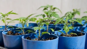 Podsyp pomidory po posadzeniu. Sadzonki poszybują w górę