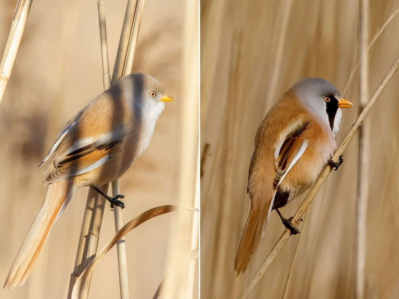 Porównanie samicy i samca wąsatki, siedzących w gęstych trzcinowiskach.