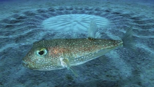 W świecie zwierząt miłosne rytuały przybierają czasem formy tak niezwykłe, że wywołują zdumienie