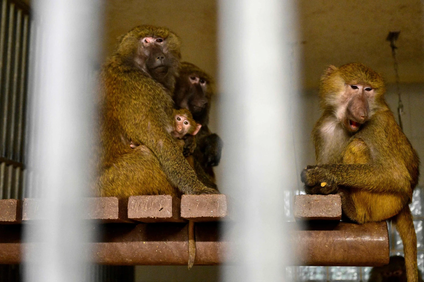 Brudne do granic możliwości klatki i woliery zamieszkiwały zwierzęta nieudomowowione - donoszą przyrodnicy Brudne do granic możliwości klatki i woliery zamieszkiwały zwierzęta nieudomowowione - donoszą przyrodnicy