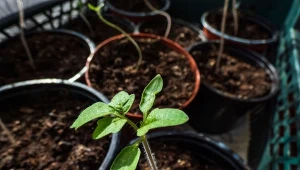 Dodaj do podłoża. Sadzonki pomidorów będą zdrowe i grube jak palec