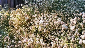 Jedna bylina, 1000 kwiatów. Nie ma wymagań, przetrzyma wiele niedogodności