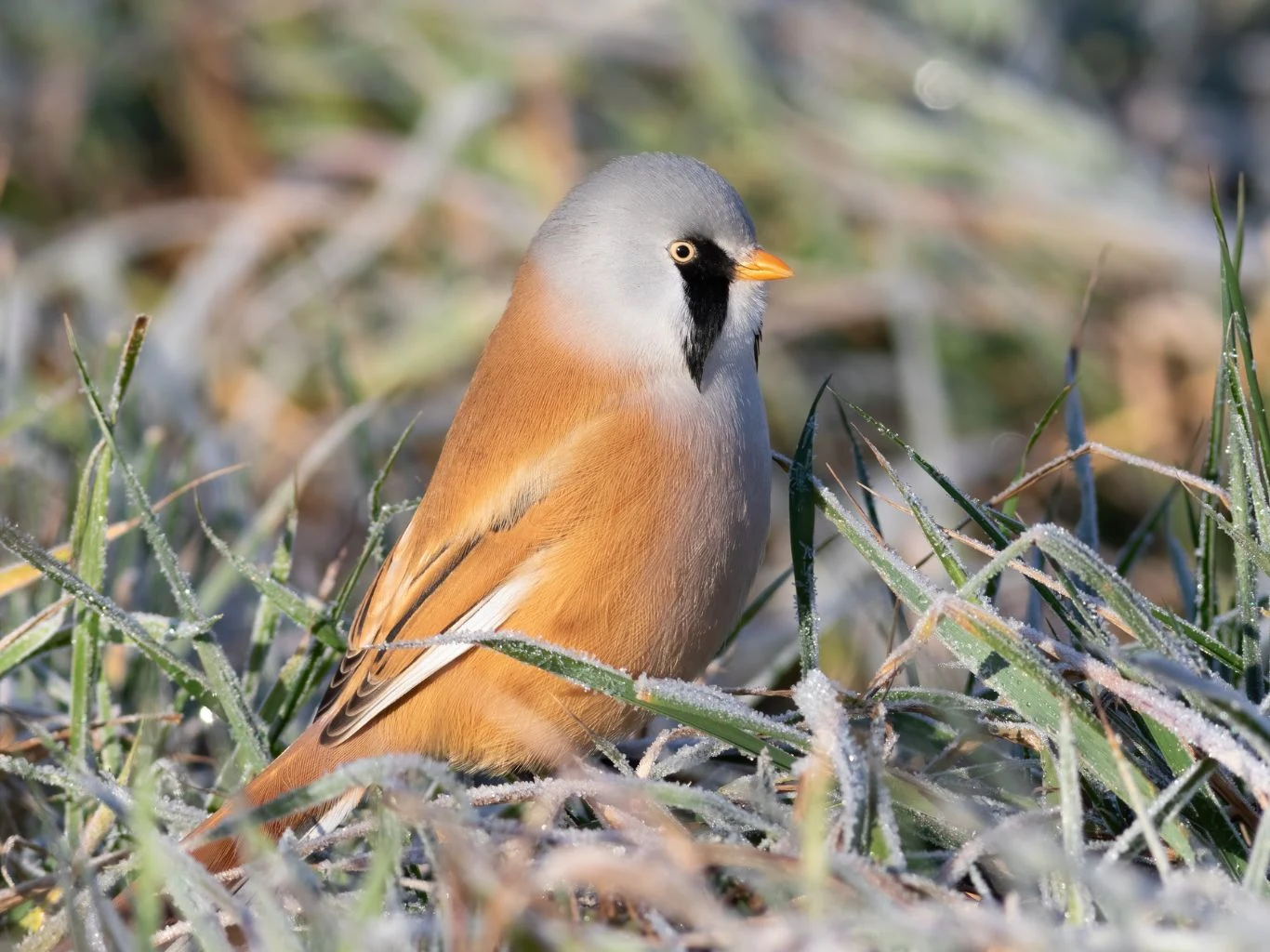 Gdzie można spotkać wąsatkę? Samiec wąsatki z charakterystycznym szarym czubkiem na głowie i czarnym „wąsem” siedzi pośród oszronionych źdźbeł trawy.