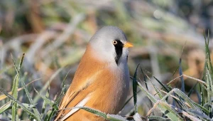 Ptak jak z bajki. Żeby przetrwać zimę, połyka drobne kamyczki