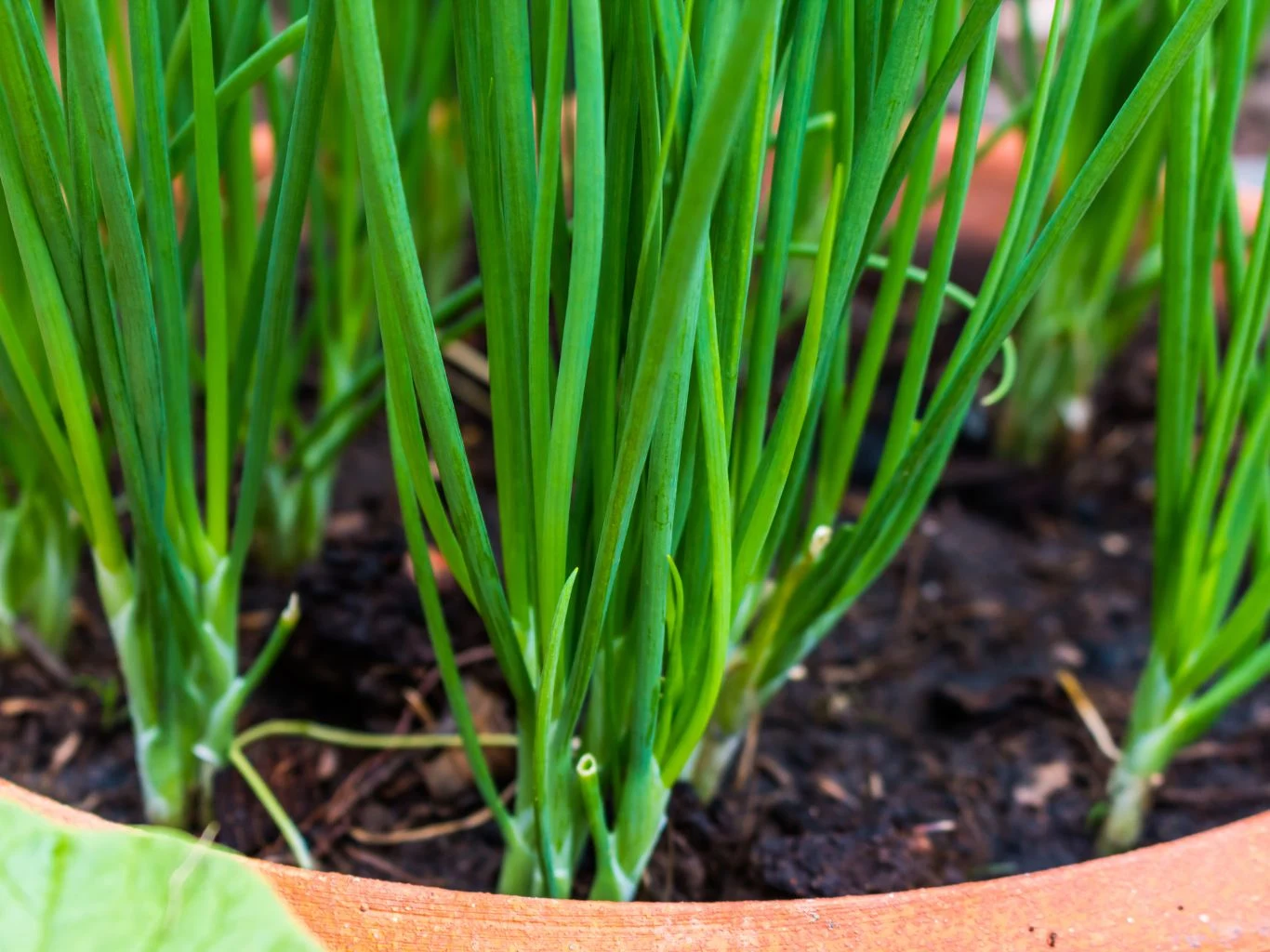 Zielone łodygi szczypiorku wyrastające z ciemnej ziemi w glinianej doniczce, liście są świeże i gęsto rosną, podkreślając zdrową uprawę domową.