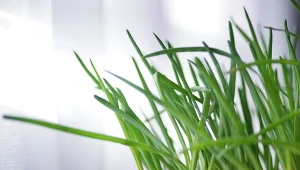 W warunkach domowych najkorzystniejszy jest termin pędzenia cebuli jest od września do listopada oraz od lutego do kwietnia.