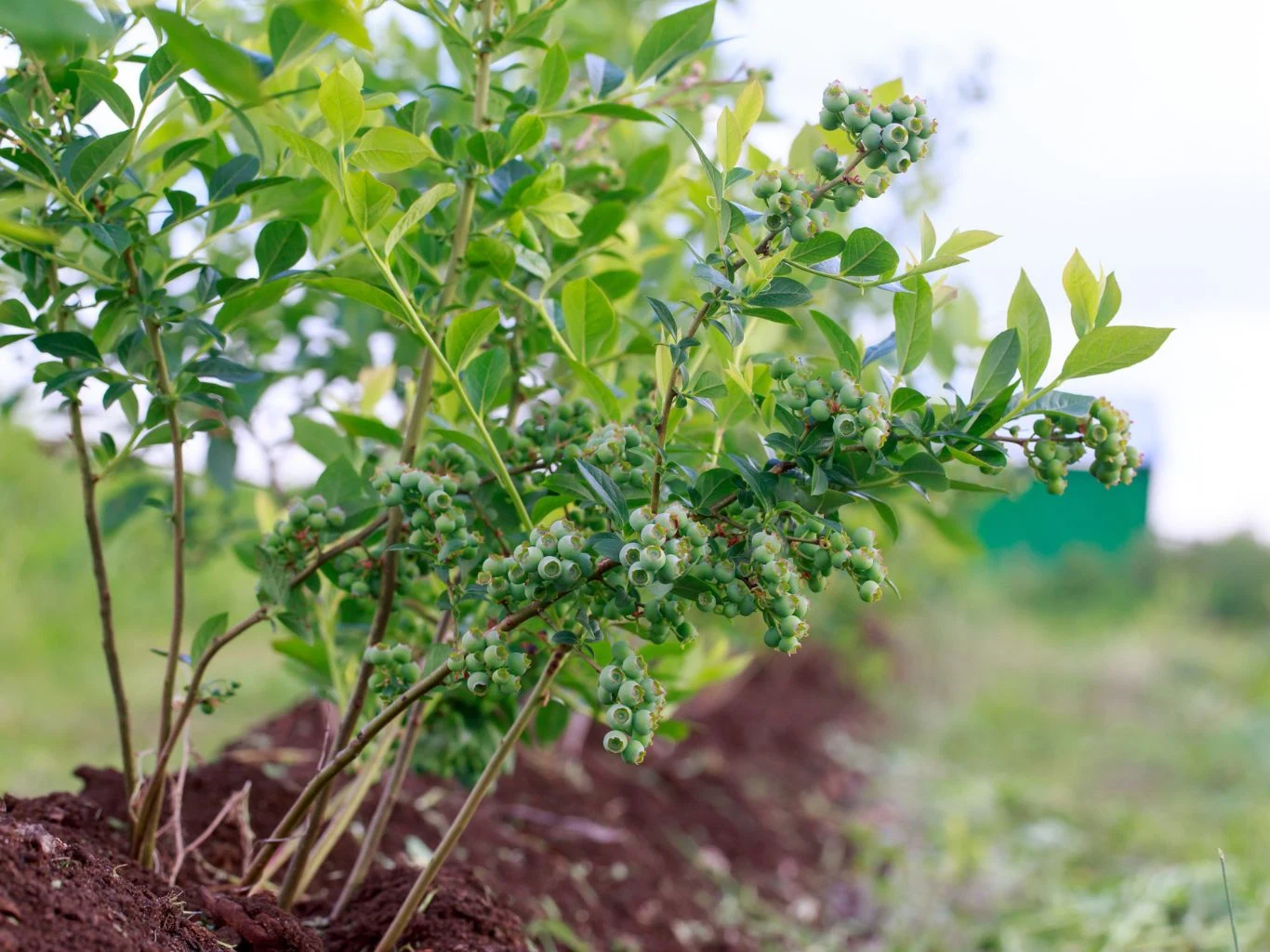 Podpowiadamy, jak przyciąć borówkę amerykańską, aby lepiej owocowała. Rząd krzewów borówki amerykańskiej z niedojrzałymi, zielonymi owocami.