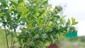 Podpowiadamy, jak przyciąć borówkę amerykańską, aby lepiej owocowała.