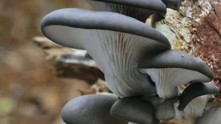 Boczniak ostrygowaty jest smacznym grzybem, cenionym za właściwości zdrowotne