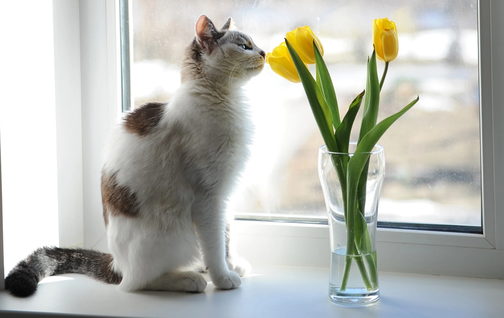 Kot wącha żółte tupilany