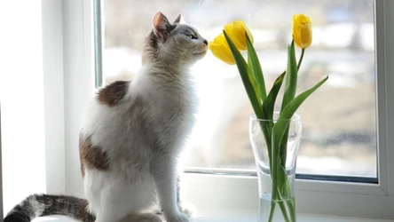 Kot wącha żółte tupilany