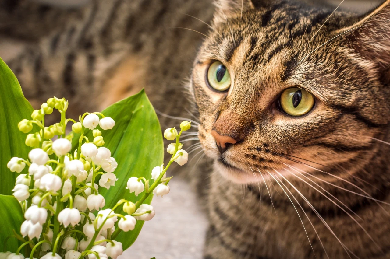 Kot wącha konwalie