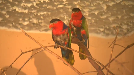 Czysta Polska - odcinek 250