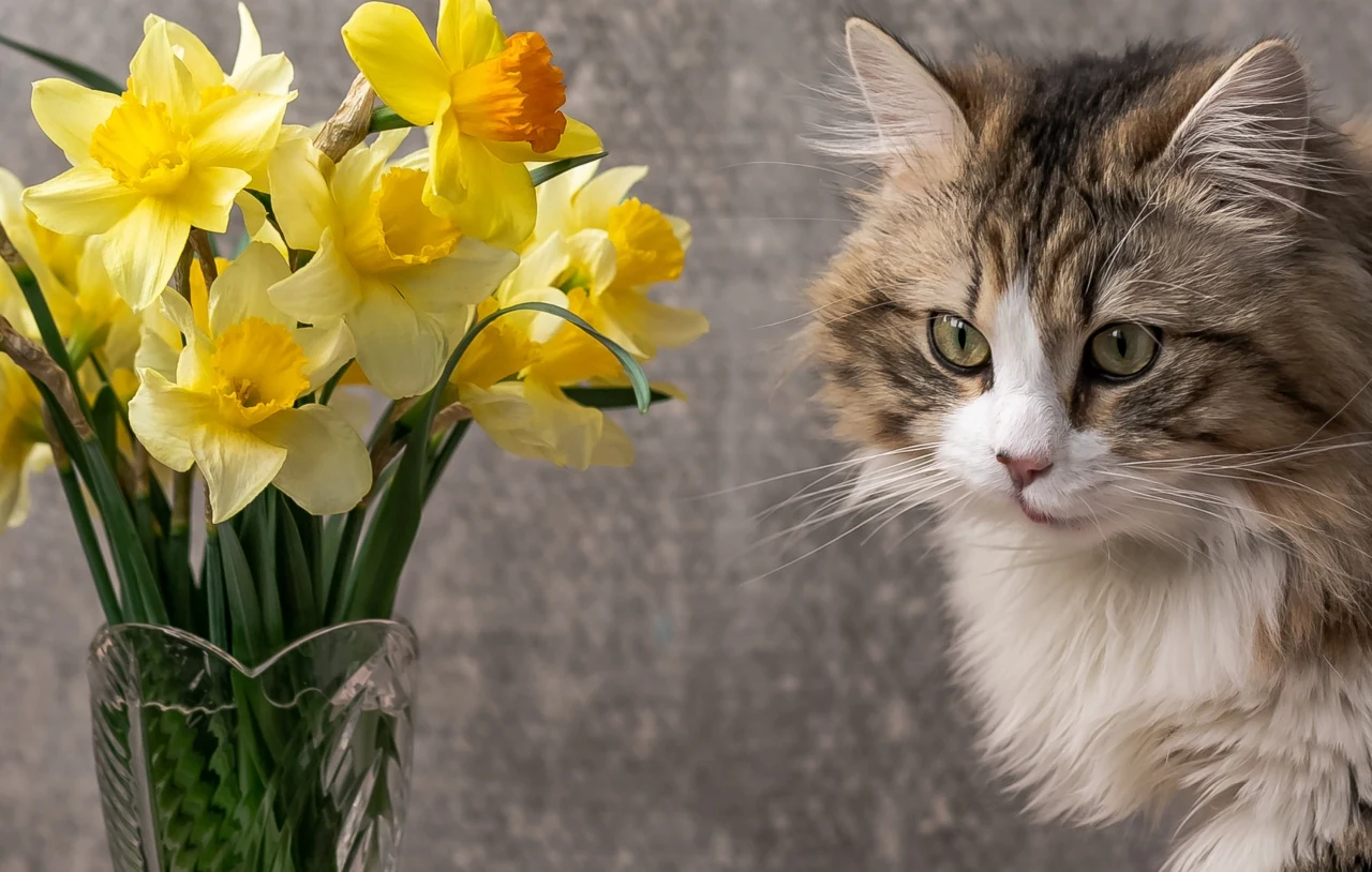 Kot i bukiet żonkili