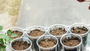 Czy ziemię z kretowiska można wykorzystać do wysiewu rozsady? 