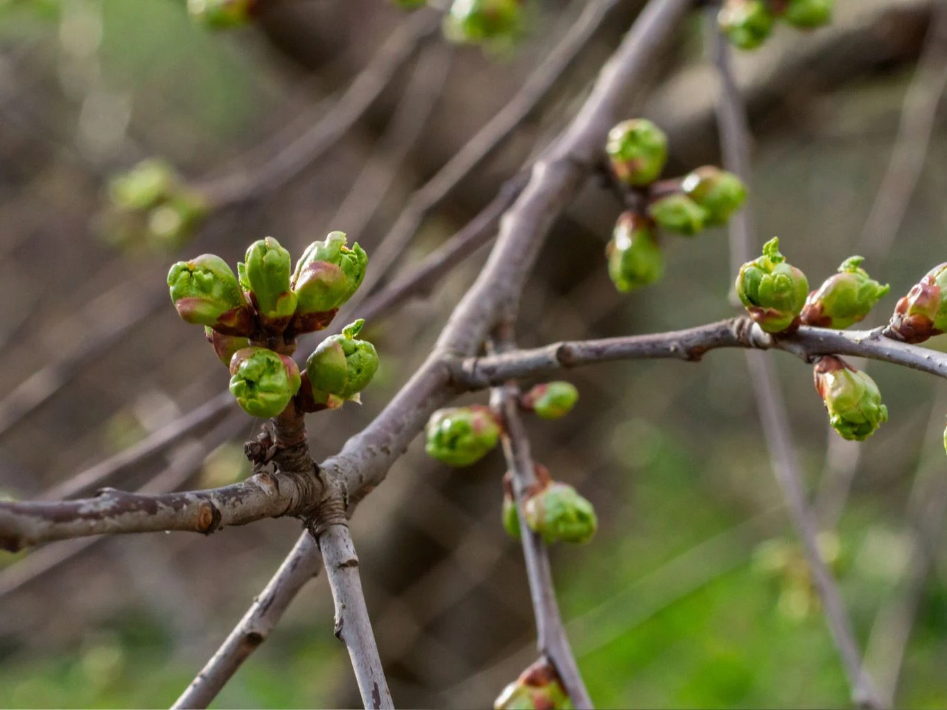 Gałązki drzewa z młodymi, zielonymi pąkami, wyraźnie wskazujące na początek wiosny, rozmyte tło w odcieniach zieleni.