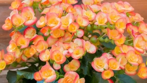 Jak pielęgnować begonię bulwiastą i kiedy rozpocząć jej pędzenie?