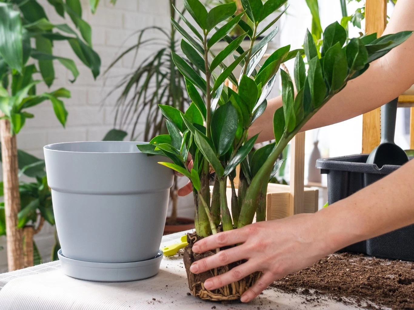 Przesadzanie zamiokulkasa do nowej doniczki. 