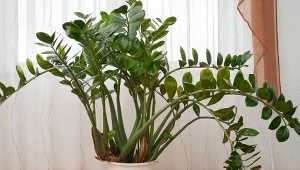 Jak uratować zamiokulkasa? Ogrodnik zdradza przepis na bezbłędne podłoże