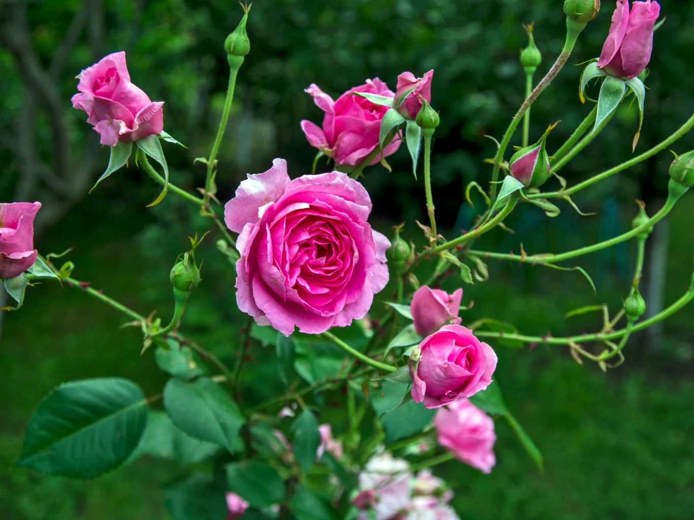 Jak zadbać o róże po zimie? Różowe róże w pełnym rozkwicie, otoczone licznymi pąkami i zielonymi liśćmi, na tle rozmytej zieleni ogrodu.