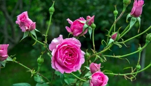 Wlej pod róże, gdy wiosna za rogiem. Będzie wysyp kwiatów