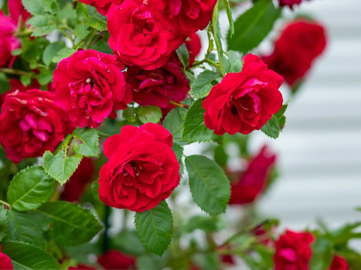 Po zimie róże potrzebują zastrzyku składników odżywczych. Krzew róży o intensywnie czerwonych kwiatach, otoczonych zielonymi liśćmi na tle jasnej, rozmytej powierzchni.