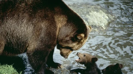 Niedźwiedzie giną na Słowacji w wyniku zmiany prawa