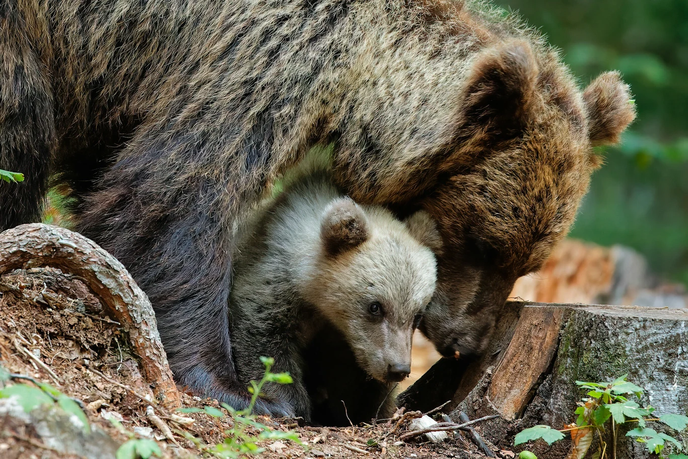 Końcem 2025 r. organizacja Greenpeace złożyła skargę do Komisji Europejskiej ws. zabijania niedźwiedzi na granicy Słowacji i Polski. Końcem 2025 r. organizacja Greenpeace złożyła skargę do Komisji Europejskiej ws. zabijania niedźwiedzi na granicy Słowacji i Polski.
