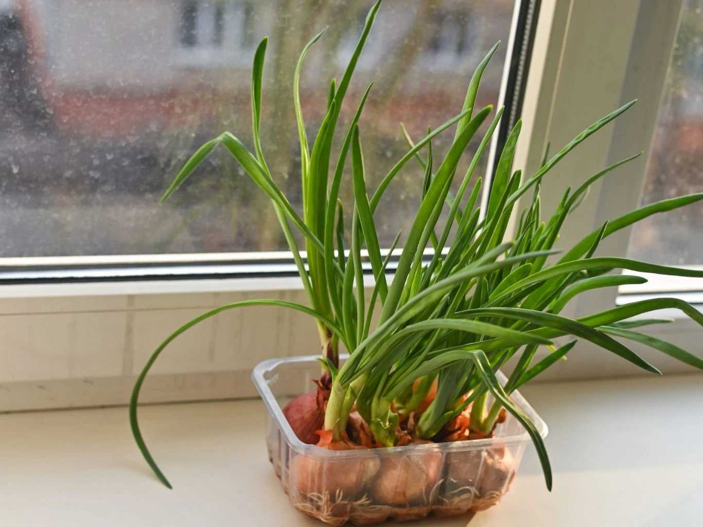 W warunkach domowych najkorzystniejszy jest termin pędzenia cebuli jest od września do listopada oraz od lutego do kwietnia. Zielone szczypiorki rosnące z cebul w przezroczystym plastikowym pojemniku ustawionym na parapecie przy oknie. Poza oknem widoczny jest rozmyty widok ulicy i budynków.