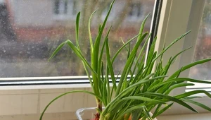 Świeży szczypiorek co 2 tygodnie. Ten sposób uprawy jest mniej znany