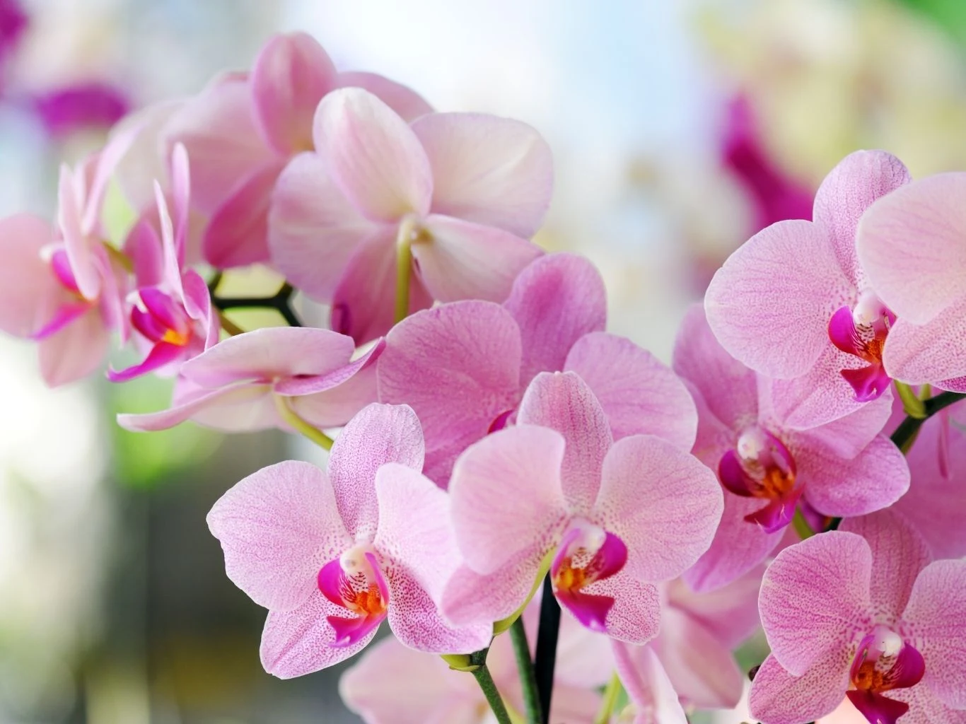 Delikatne, różowe orchidee o intensywnych kolorach i subtelnych fakturach płatków. 