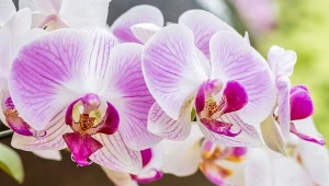 Rozgnieć, zalej wodą i podlewaj storczyki. Zakwitną ponownie