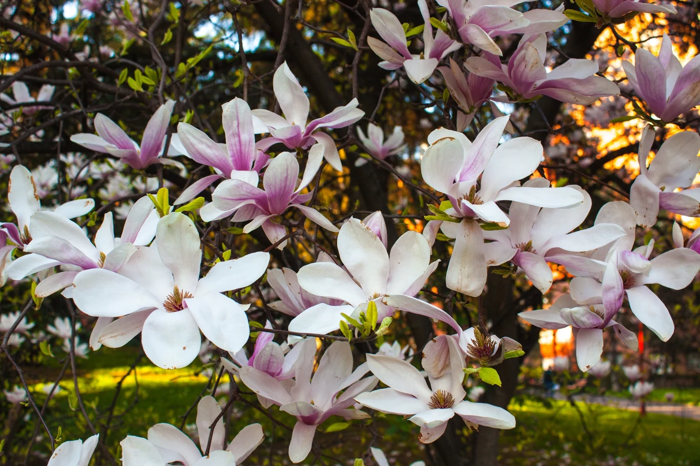 Niektóre odmiany magnolii kwitną już w marcu. Czego potrzebuje roślina, by zdrowo rosnąć i obficie kwitnąć? Niektóre odmiany magnolii kwitną już w marcu. Czego potrzebuje roślina, by zdrowo rosnąć i obficie kwitnąć?