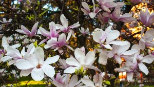 Tak zadbaj w marcu o magnolię, a pokryje się kwieciem. Sąsiedzi będą ci zazdrościć