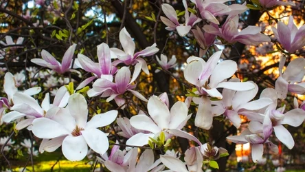 Niektóre odmiany magnolii kwitną już w marcu. Czego potrzebuje roślina, by zdrowo rosnąć i obficie kwitnąć?