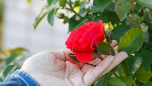 Ani mszyc, ani chorób. Chroni róże od początku do końca sezonu