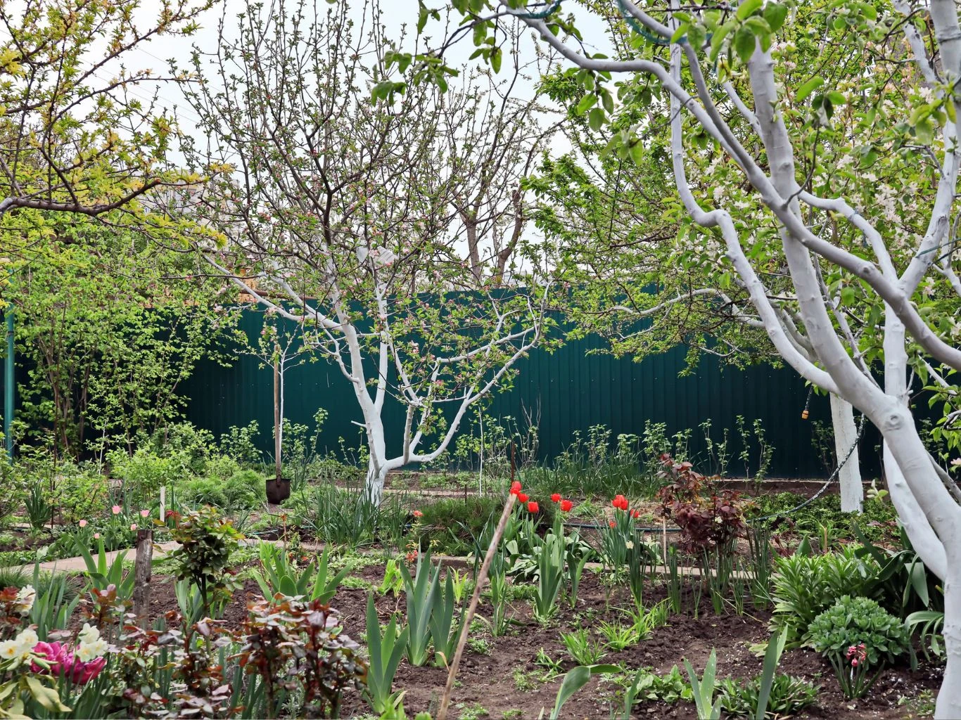 Kolorowa działka z kwitnącymi tulipanami, młodymi krzewami i drzewami, których pnie zostały wybielone. W tle zielony metalowy płot odgradza ogród od reszty terenu, całość otaczają liczne liście i roślinność.