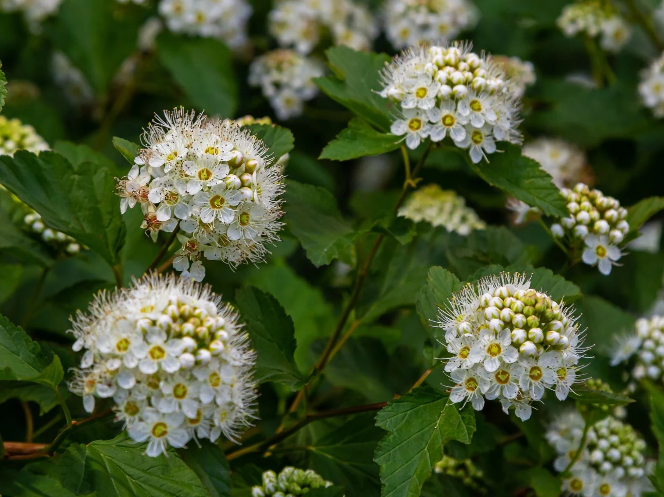 Pęcherznica kalinolistna idealnie nadaje się na gęsty żywopłot. Kwitnące baldachogrona białych, drobnych kwiatów z żółtymi środkami, otoczone zielonymi liśćmi.