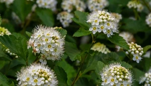 Równie piękna jak hortensja. Na gęsty, kwiecisty żywopłot niezastąpiona