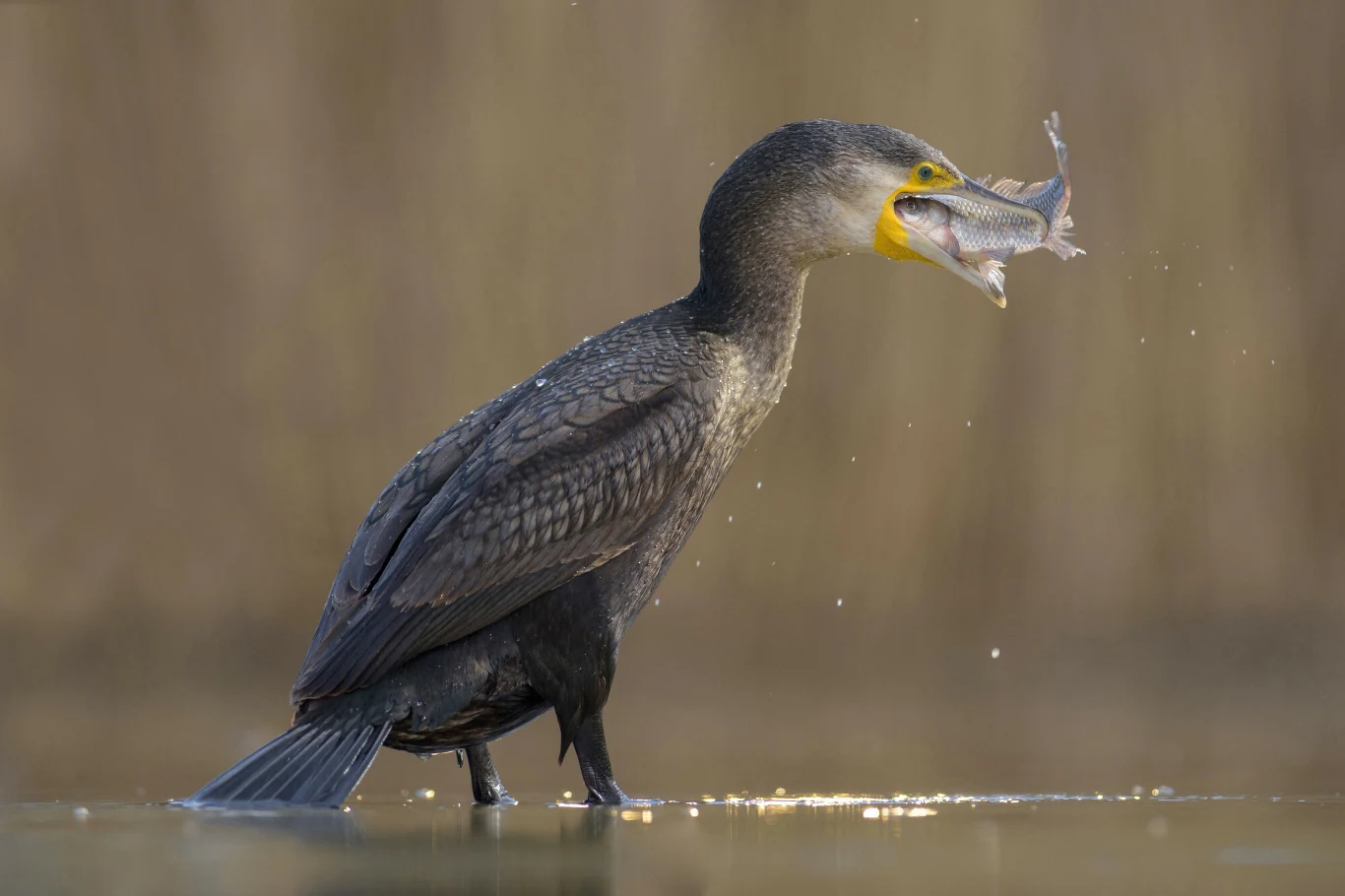 Ranny kormoran pojawił się pod drzwiami kliniki w Bremie Kormoran stojący w płytkiej wodzie z rybą w dziobie, przygotowujący się do jej połknięcia, tło rozmyte i jednolite.