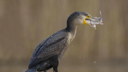 Ranny kormoran pojawił się pod drzwiami kliniki w Bremie