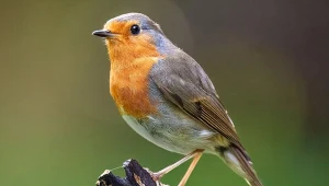 Symbolizuje dobre wieści. To ważny ptak dla jednego miesiąca urodzenia