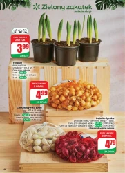 Rozsmakuj się w okazjach - Dino