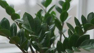 Wsyp do doniczki. Zamiokulkas będzie wypuszczał liść za liściem